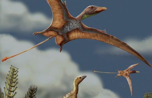 Teruzorlar ve Kuşlarda Beyin Evrimi Farklı Yollar İzlemiş