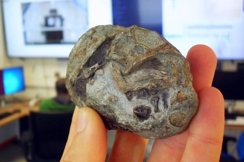 250 Milyon Yıllık Kanıt: Memelilerin Ataları Yumurtluyordu