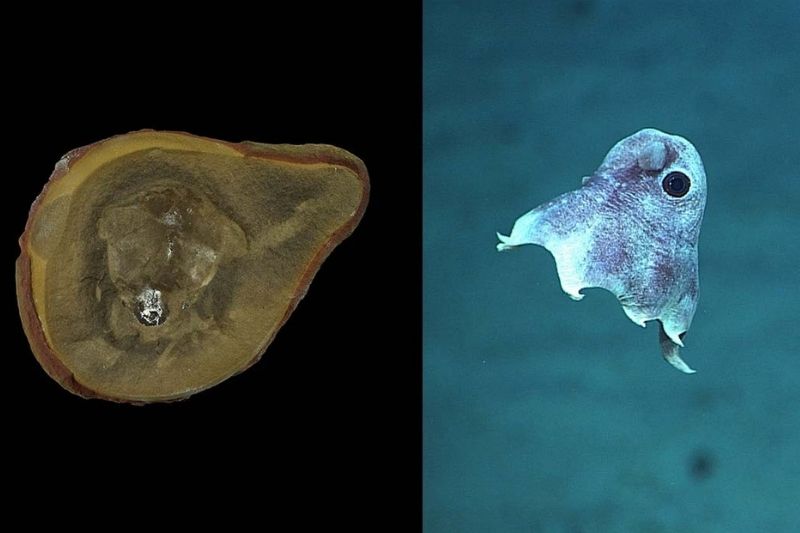 En Eski Ahtapot Fosili Aslında Ahtapot Değilmiş