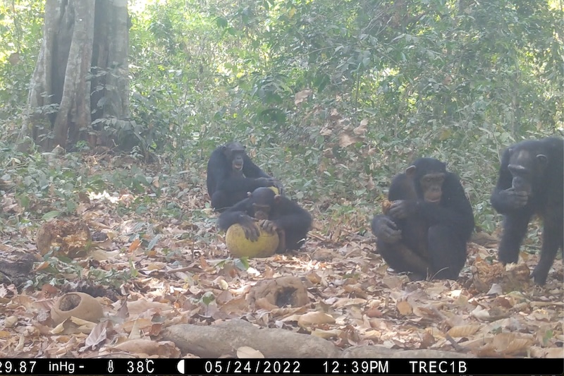 Şempanzeler İlk Kez Alkollü Meyve Paylaşırken Görüntülendi