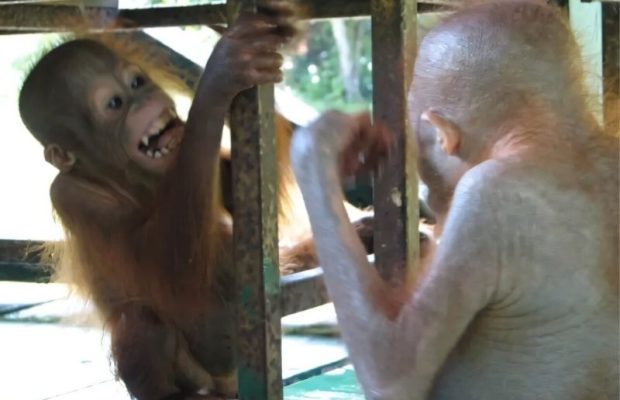 Büyük Maymunlar Yüz İfadelerini Büyük Bir İsabetle Taklit Ediyor
