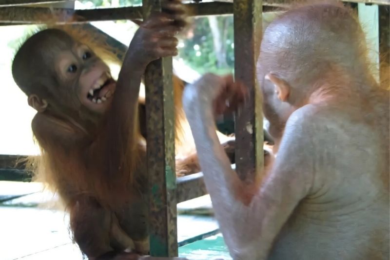 Büyük Maymunlar Yüz İfadelerini Büyük Bir İsabetle Taklit Ediyor