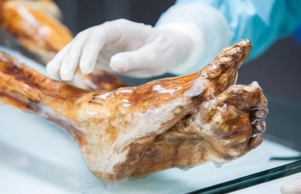 Buz Adam Ötzi’nin 5.300 Yıllık Mikroplarında Yaşam Belirtileri Var